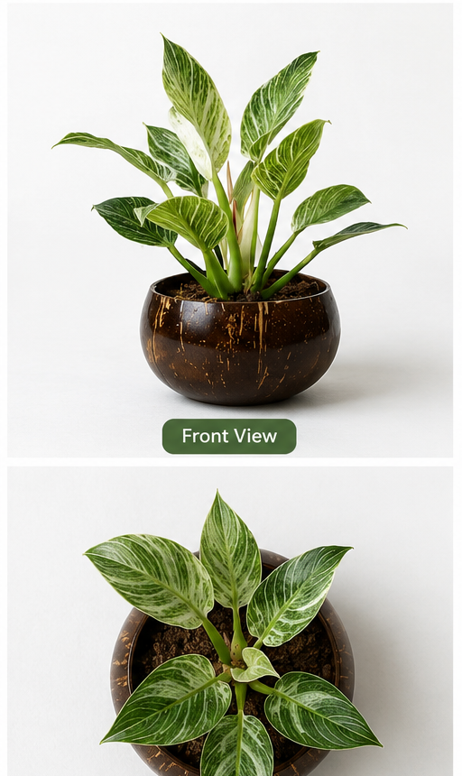 Jumbo Size Indoor Planter