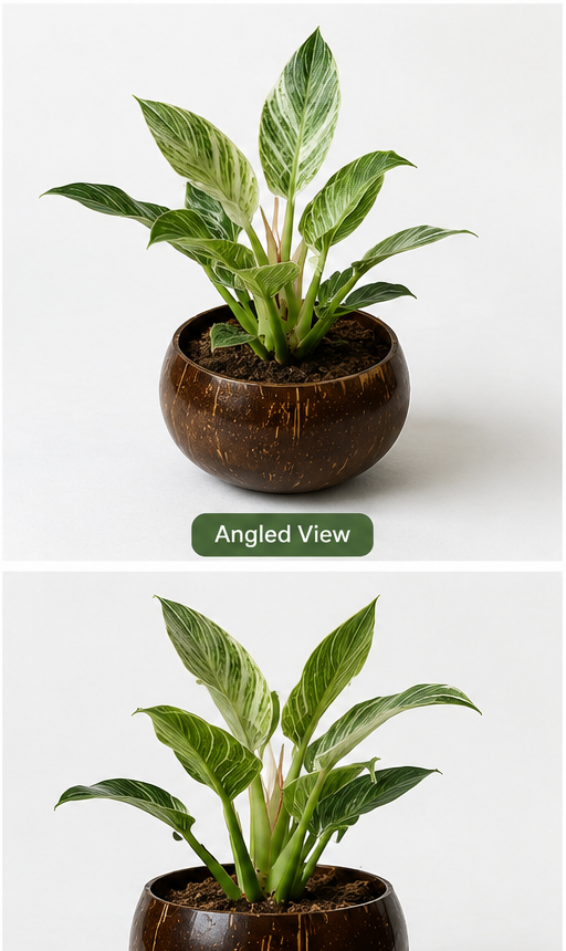 Jumbo Size Indoor Planter