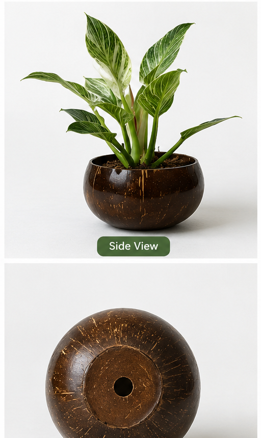 Jumbo Size Indoor Planter