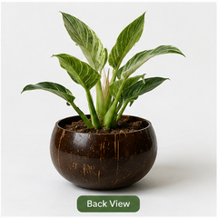 Jumbo Size Indoor Planter