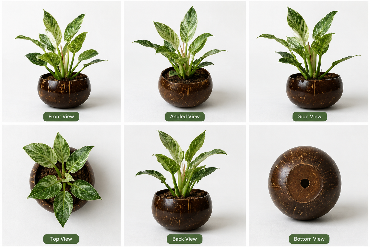 Jumbo Size Indoor Planter