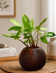 Indoor Planter