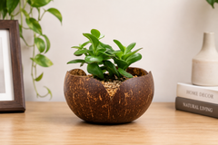 V Shaped Indoor Plant