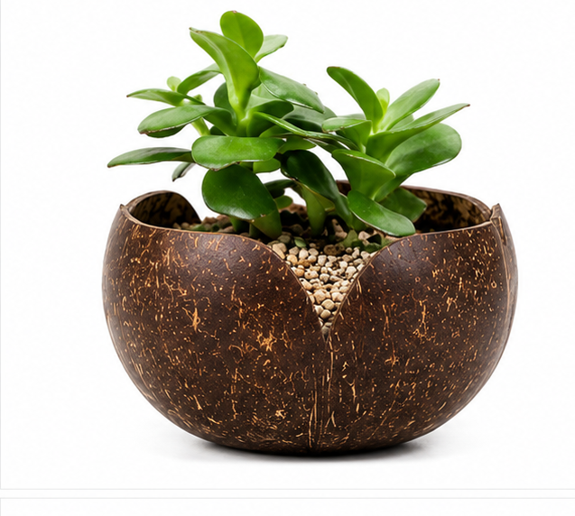 V Shaped Indoor Plant