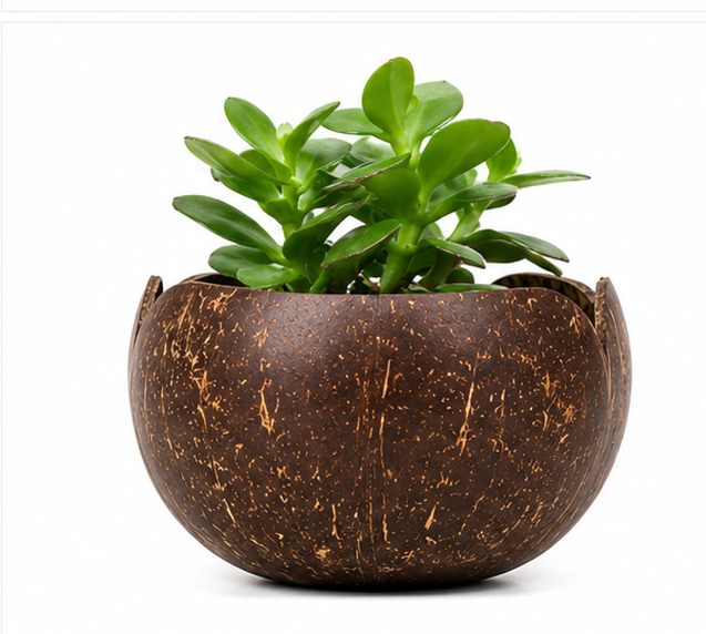 V Shaped Indoor Plant