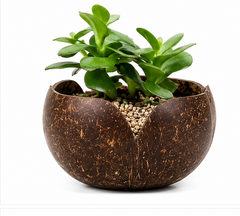 V Shaped Indoor Plant