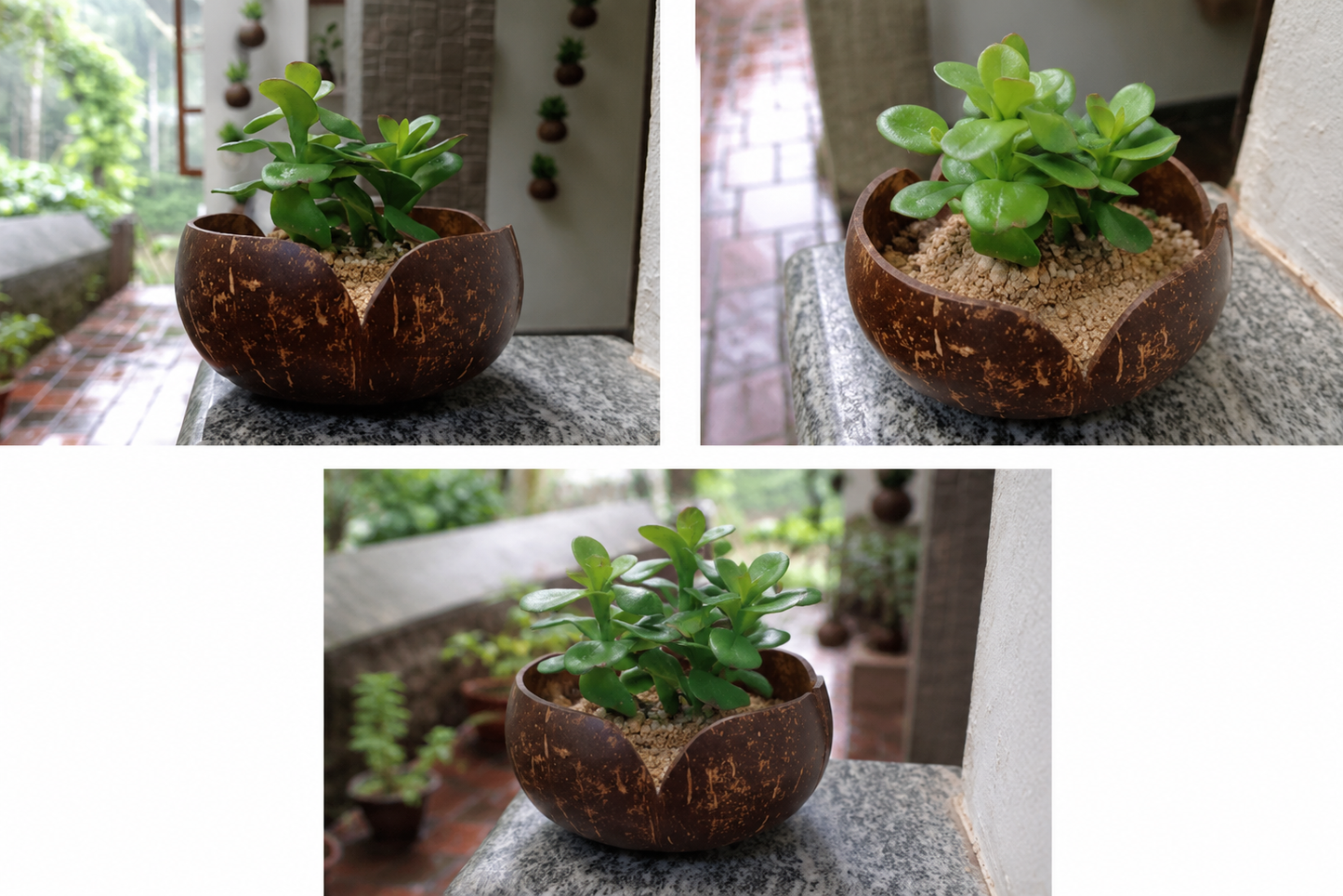 V Shaped Indoor Plant