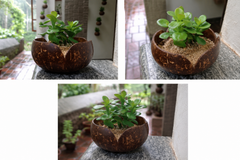 V Shaped Indoor Plant