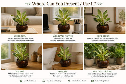 Jumbo Size Indoor Planter