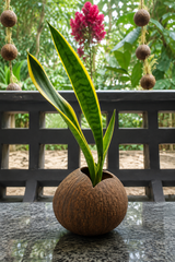 Matt Finish Indoor Planter