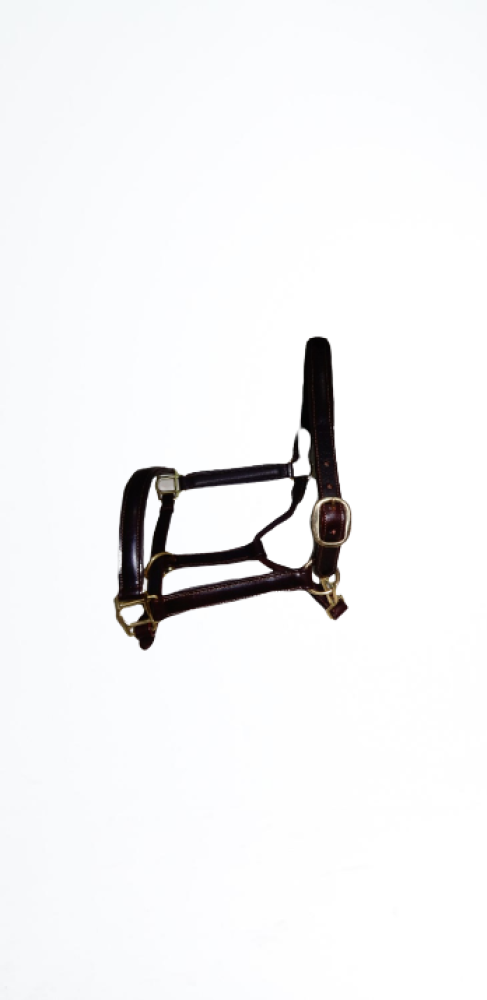 Beautiful Horse Straps Kanpur Saddlery