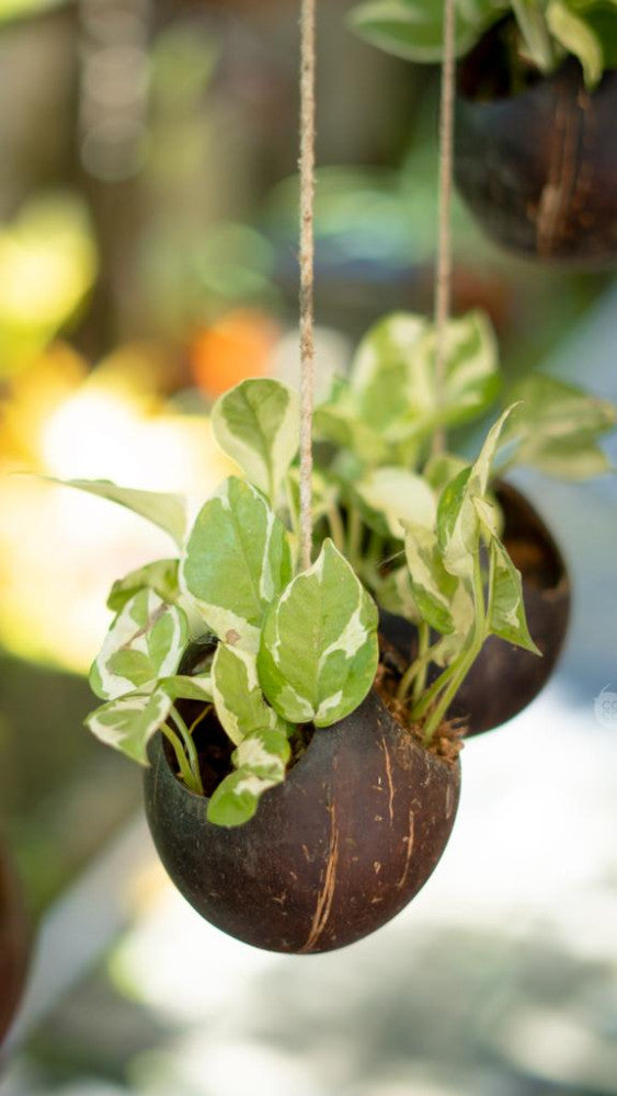 Coconut shell Hanging Pot