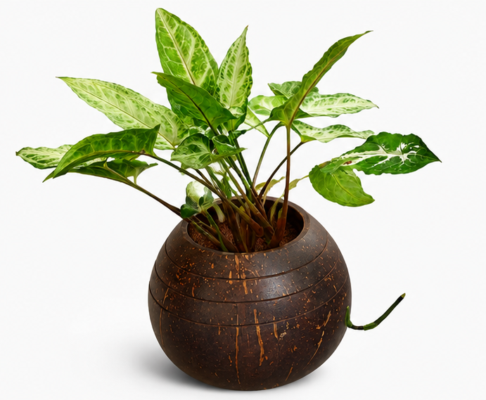Indoor Planter