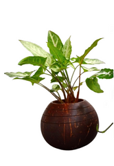 Indoor Planter