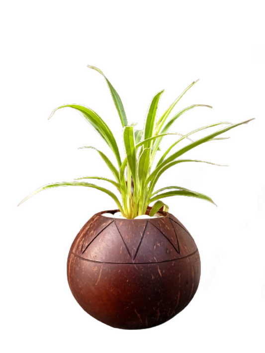 Pot Round Shaped Cutting Indoor Planter