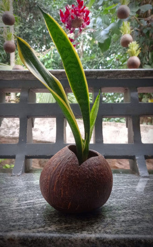 Matt Finish Indoor Planter