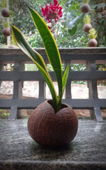 Matt Finish Indoor Planter