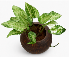 Indoor Planter