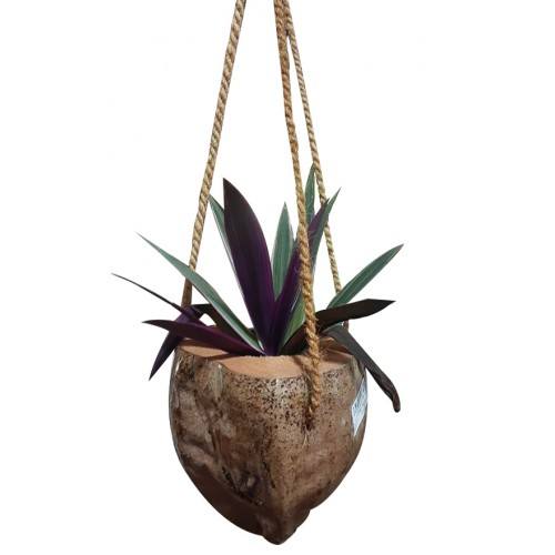 Green Coconut Shell Craft Hanging Flower Pot